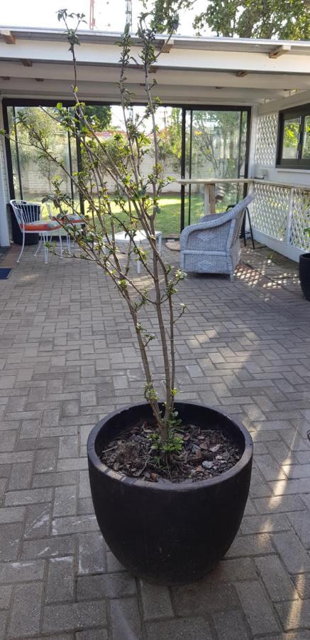 Spacious Garden Unit On Fordyce 伊丽莎白港 外观 照片
